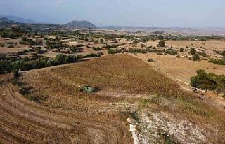 Tarsus’ta üreticiye dağıtılan ayçiçek tohumlarının...