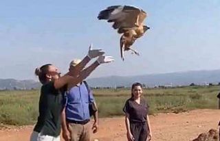 Tedavisi tamamlanan kızıl şahin doğaya salındı