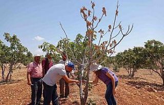 Teke böceği incir ağaçlarının kurumasını hızlandırıyor