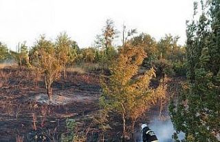 Tekirdağ’da binlerce arı diri diri yandı: 15...
