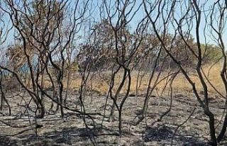 Tekirdağ’da çıkan orman yangını kontrol altına...