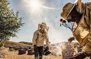 Tercan balı markalaşıyor