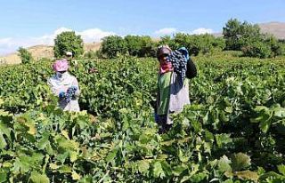 Tescilli Cimin üzümünde hasat zamanı