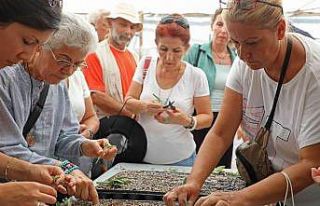 Tıbbi aromatik bitkiler toprakla buluştu