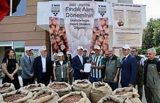 TMO Giresun’da fındık alımına başladı