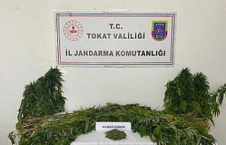 Tokat’ta uyuşturucu operasyonu, bir kişi tutuklandı