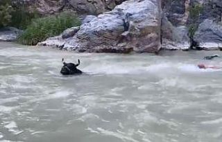 Tonluk boğasıyla Çoruh Nehri’ni yüzerek karşıdan...