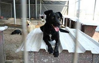 Turgutlu’da gıda atıkları sokak hayvanlarına...