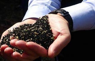 Türkiye çörek otu üretiminin yüzde 32’si Uşak’tan...