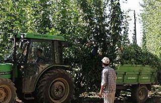 Türkiye’de sadece Bilecik’te yetişiyor