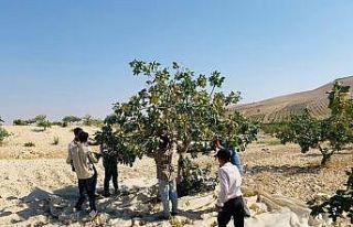 Türkiye’nin fıstık ambarında hasat başladı