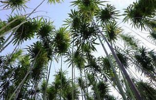 Türkiye’nin ilk tescilli kenevirleri ’vezir’...