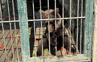 Türkiye’nin tanıdığı "Balkız" kendine...