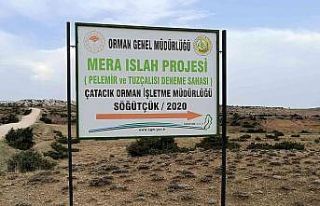 Tuz Çalısı ve Bozkır Otu Deneme Sahası Projesi...