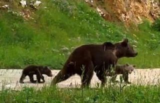 Uludağ’da yaban hayatı
