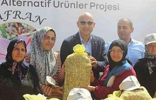 Uşak ili için alternatif yeni bir ürün; Safran