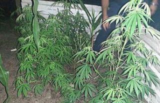 Uyuşturucu bulundurmaktan aranıyordu, 70 kök kenevirle...