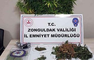 Uyuşturucu operasyonunda 118 kök kenevir ele geçirildi