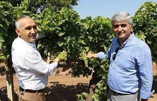 Üzümde salkım güvesine karşı biyoteknik mücadele