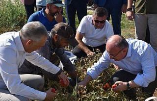 Vali Karadeniz, domates ve tütün hasadına katıldı