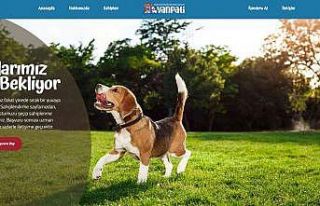 Vanpati ile sokak hayvanları sahiplenme dönemi başladı