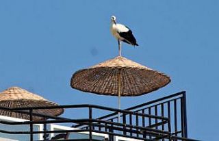 Vefalı leylek Avşarlı Kuşadası’nı terk etmedi