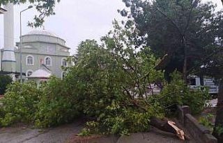 Yağmur ve fırtına ağaçları devirdi