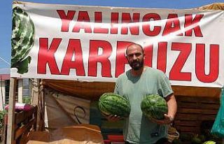 Yalıncak Karpuzunda hasat rötarlı başladı