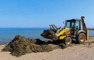 Yalova Belediyesinden sahillerde yosun temizliği
