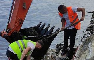 Yalova Belediyesi’nin yosunla mücadelesi devam...