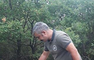 Yalova’da köylüleri illallah ettiren tilki doğal...