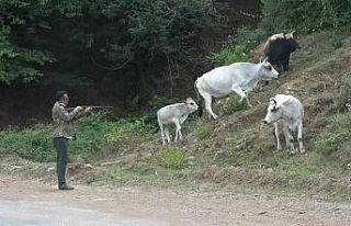 Yalova’da şehre inen vahşi Yörük hayvanları...