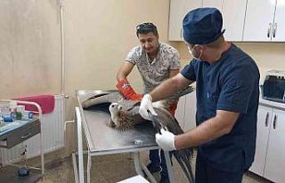 Yaralı akbaba tedavi altına alındı