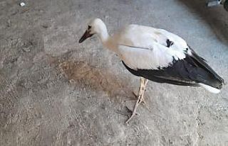 Yaralı bulduğu leyleği korumaya aldı