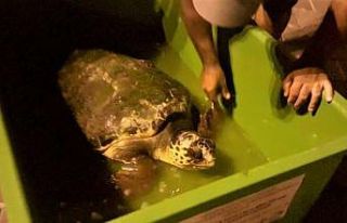 Yaralı deniz kaplumbağasına EKODOSD’dan yardım...