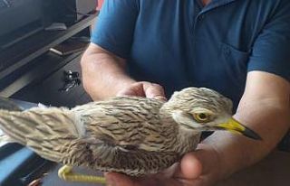 Yaralı halde bulunan ’Kocagöz’ tedavi ediliyor