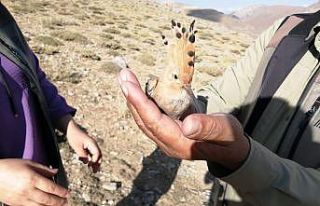 Yaralı ibibik kuşu tedavi altına alındı