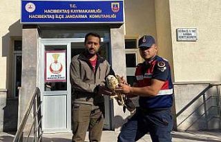 Yaralı kartal, tekrar doğaya bırakılacak