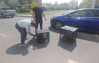 Yaralı kartallara yardım eli