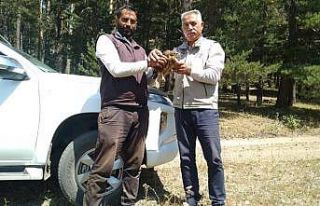 Yaralı kızıl şahin tedavi altına alındı