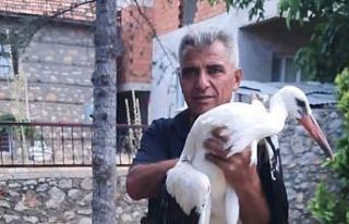 Yaralı leylek koruma altına alındı