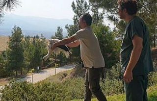 Yaralı leylek tedavisinin ardından özgürlüğe...