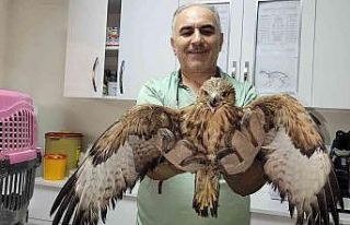 Yaralı şahin ve yavru ibibik koruma altına alındı