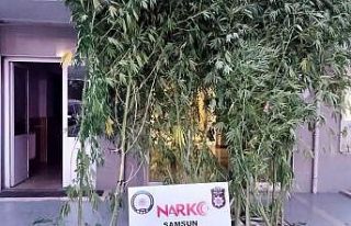 Yasa dışı kenevir ekmeye 1 tutuklama