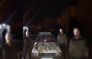 Yasa dışı tavşan avı pahalıya patladı