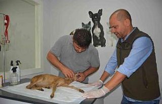 Yavru karaca hayata döndürüldü