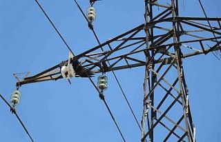 Yavru leylek, yuvasının bulunduğu elektrik direğinde...