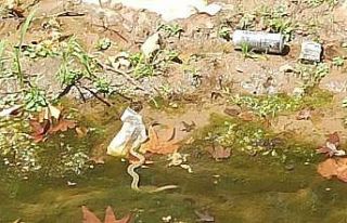 Yemişen Deresindeki yılanlar paniğe neden oluyor