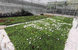 Yenimahalle kendi çiçeğini kendi üretiyor