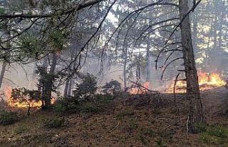 Yıldırım düşen ormanda yangın çıktı